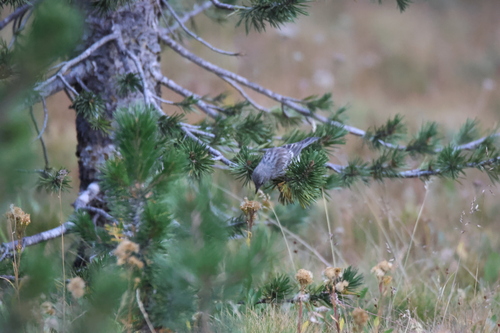 iNaturalist observation photo of Yellow-rumped Warbler