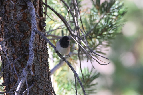 iNaturalist observation photo of Dark-eyed Junco