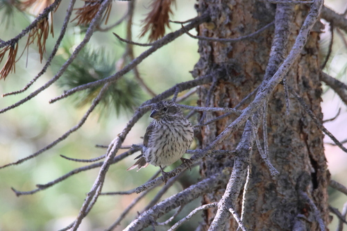 iNaturalist observation photo of Cassin's Finch