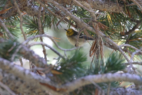 iNaturalist observation photo of Hermit Warbler
