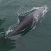 Heaviside's Dolphin - Photo (c) Ralf, all rights reserved, uploaded by Ralf