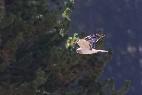 iNaturalist observation photo of Northern Harrier