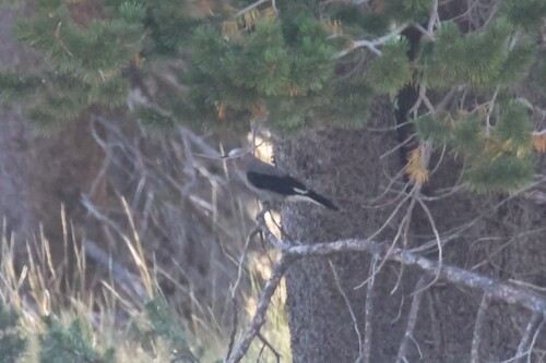 iNaturalist observation photo of Clark's Nutcracker