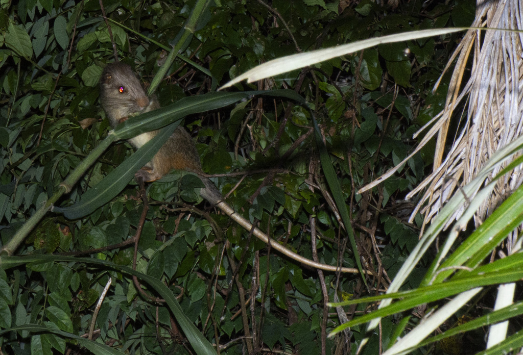 Amazon Bamboo Rat (Dactylomys dactylinus)