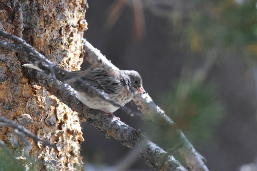iNaturalist observation photo of Dark-eyed Junco