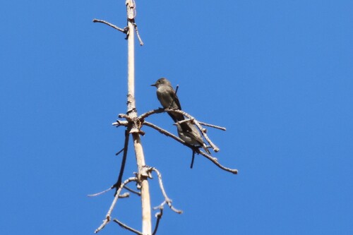iNaturalist observation photo of Western Wood-Pewee