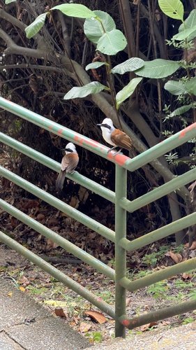 White-crested Laughingthrush