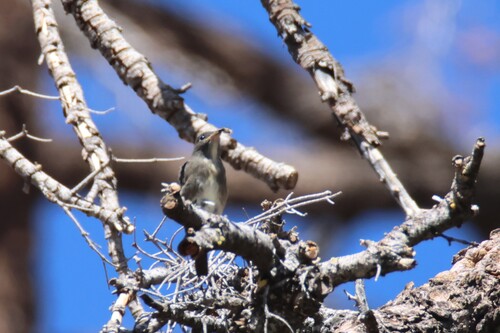 iNaturalist observation photo of Olive-sided Flycatcher