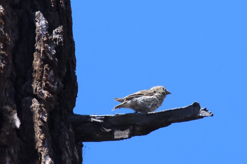 iNaturalist observation photo of Cassin's Finch