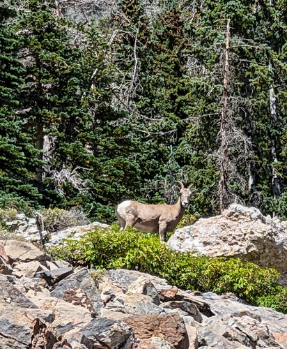 Bighorn Sheep