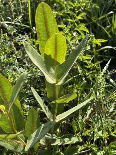 prairie milkweed