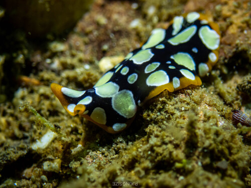 Brilliant Flatworm