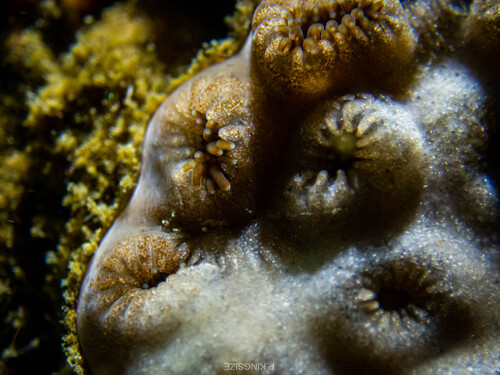 Aeolidiopsis ransoni