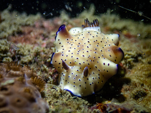 Tryon's Hypselodoris