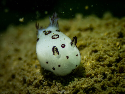 Mourning Dorid
