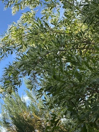 corkwood
