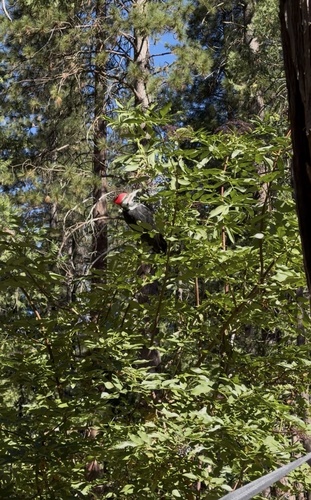 iNaturalist observation photo of Pileated Woodpecker