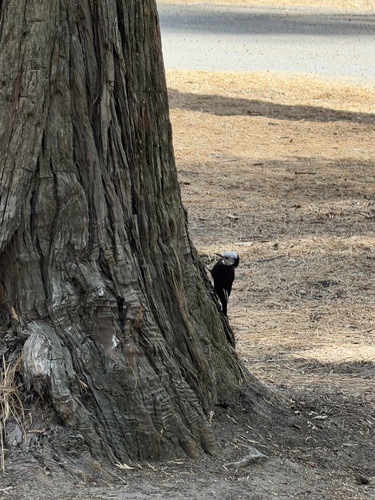 iNaturalist observation photo of White-headed Woodpecker