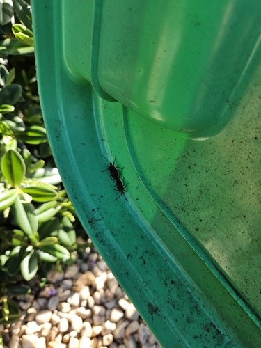 Harlequin Red Bug