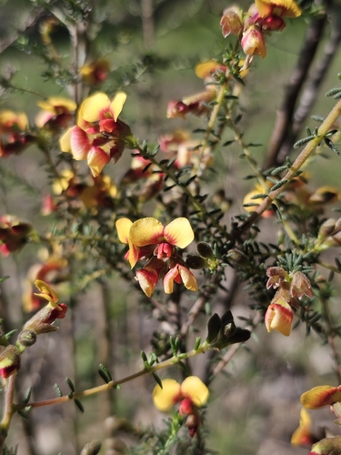 small-leaf parrot-pea
