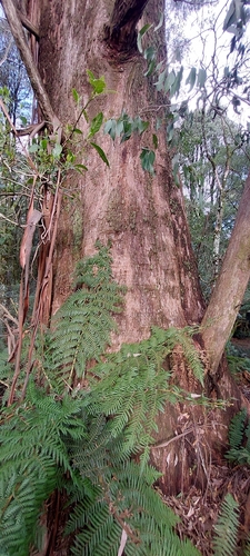 Australian Mountain Ash