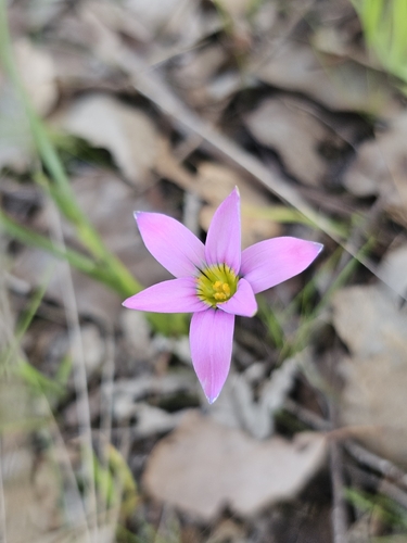 Rosy sandcrocus