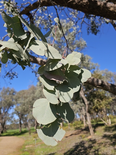 Silver Dollar Gum