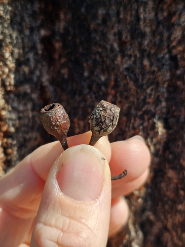 Southern Red Ironbark