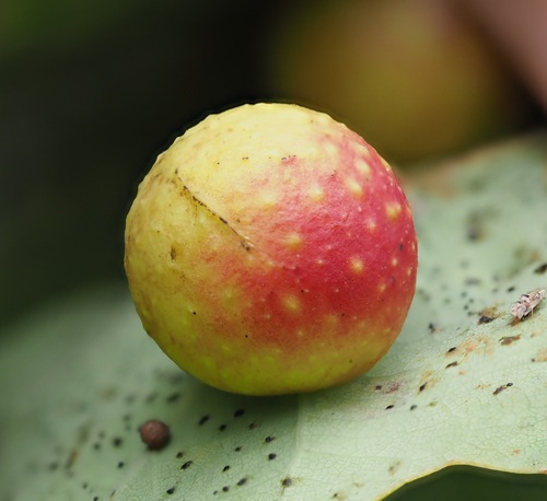Cherry Gall Wasp
