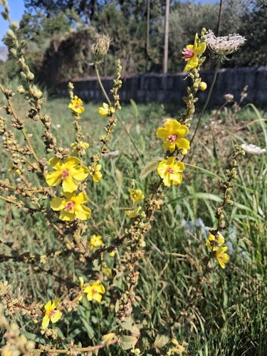 wavyleaf mullein
