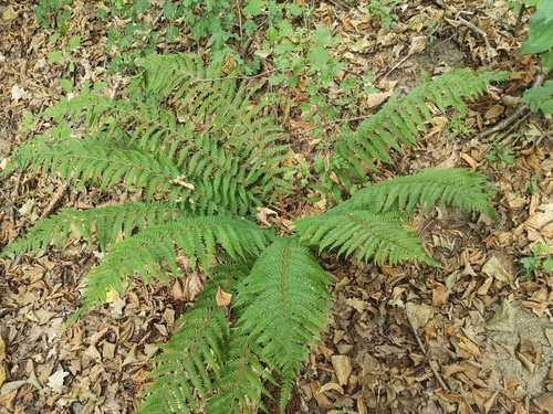soft shield fern