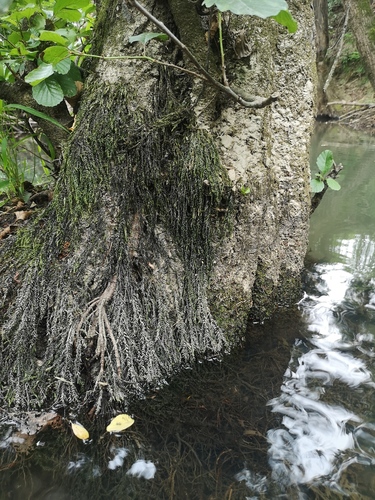 Willow Moss