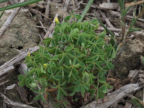 slender yellow woodsorrel