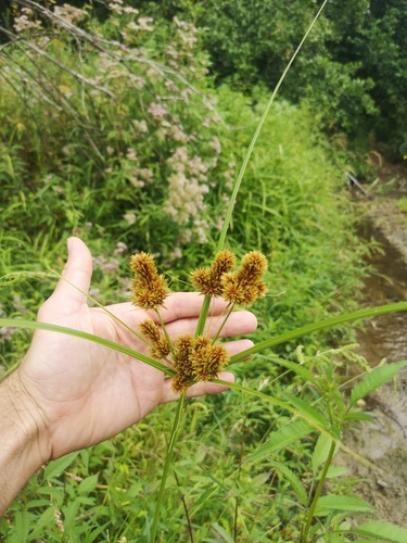 clustered flatsedge