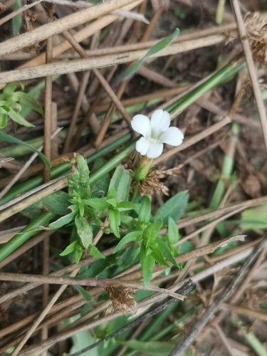 Hedge-hyssop