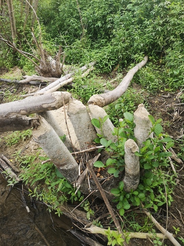 Eurasian Beaver