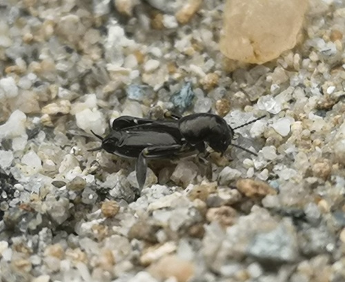 Pfaendler's Molehopper