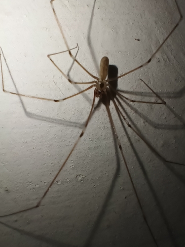 Long-bodied Cellar Spider