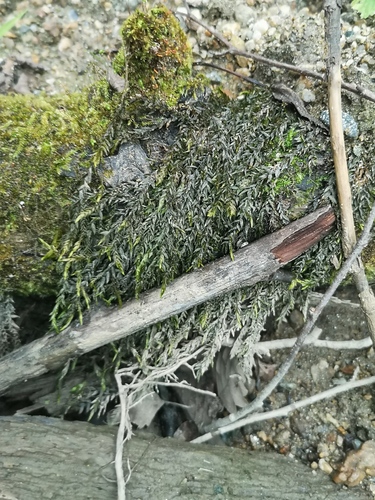 Willow Moss