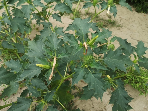 jimsonweed