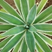 Caribbean Agave - Photo (c) Mair Del Cid Perén, all rights reserved, uploaded by Mair Del Cid Perén