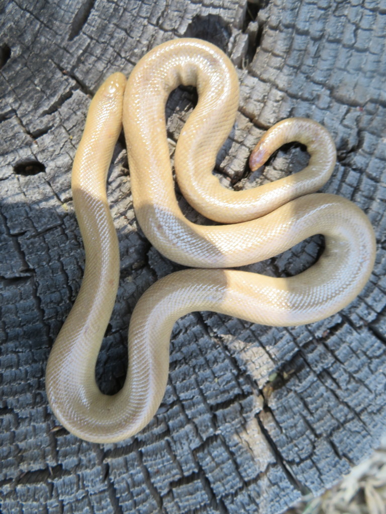 Southern Rubber Boa in May 2020 by Brian Hinds. Same female was ...