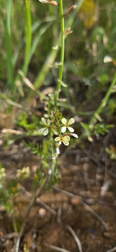 Ward's Weed