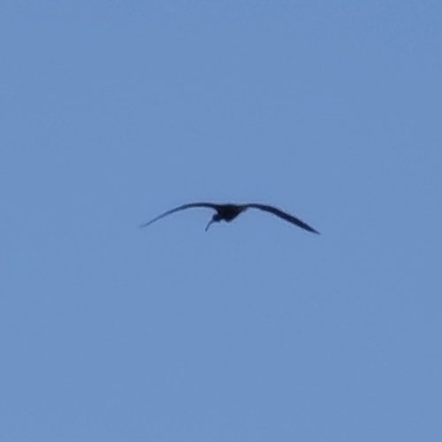 Glossy Ibis