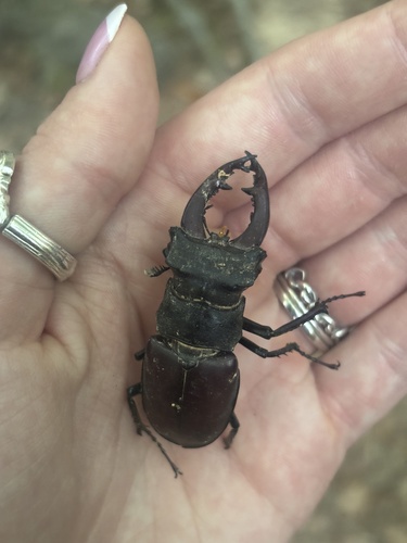 European Stag Beetle