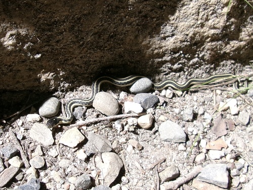 iNaturalist observation photo of Western Terrestrial Garter Snake