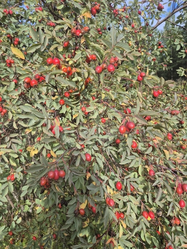 Red-leaved Rose