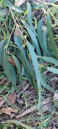 Gippsland Blue Gum