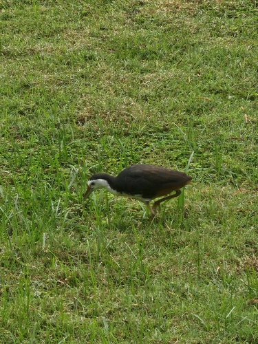 White-breasted Waterhen