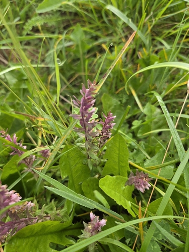 Red Odontites
